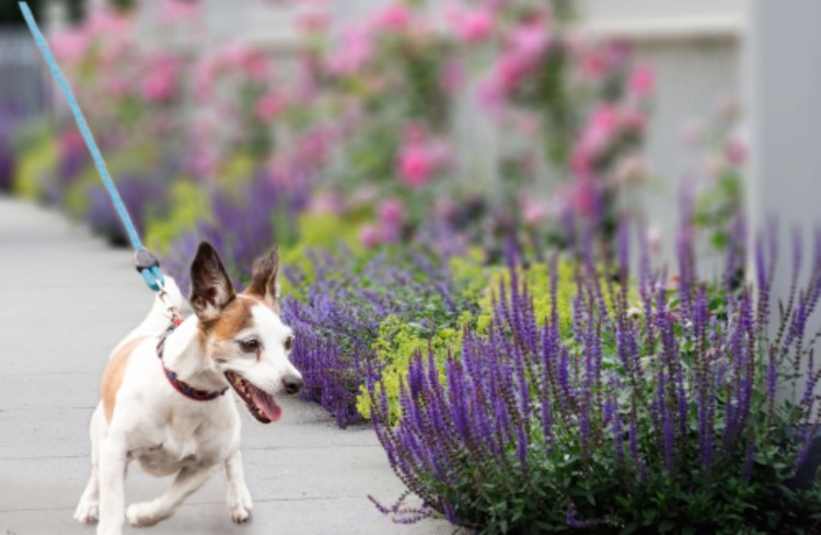 Dog on a walk